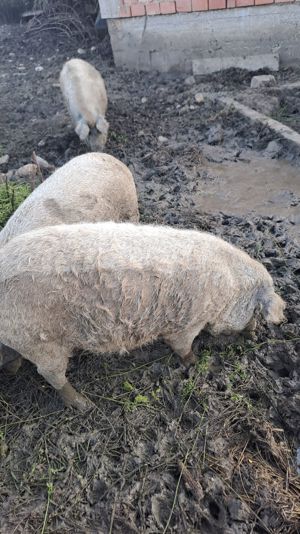 Scroafe pentru reproductie mangalita