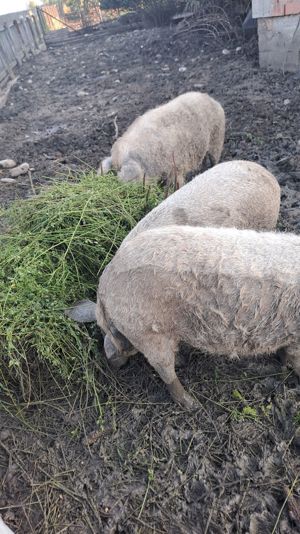 Scroafe pentru reproductie mangalita - imagine 3