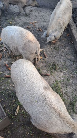 Scroafe pentru reproductie mangalita - imagine 5