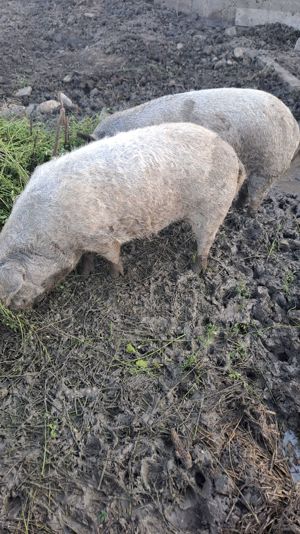 Scroafe pentru reproductie mangalita - imagine 4