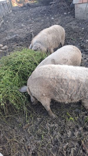 Scroafe pentru reproductie mangalita - imagine 6