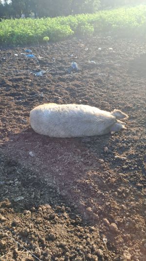 Porci mangalita pentru sacrificare 3 bucati greutate 160-170 kilograme - imagine 2 Porci mangalita pentru sacrificare 3 bucati greutate 160-170 kilograme - imagine 2