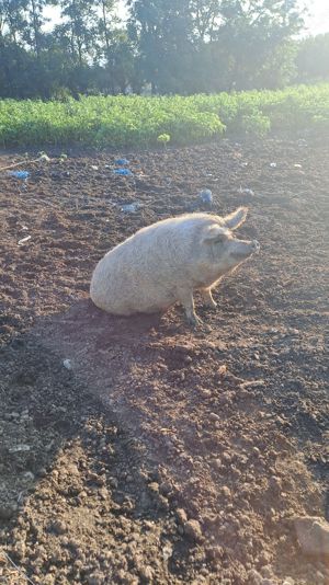 Porci mangalita pentru sacrificare 3 bucati greutate 160-170 kilograme - imagine 6 Porci mangalita pentru sacrificare 3 bucati greutate 160-170 kilograme - imagine 6