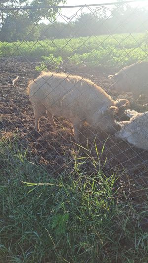 Porci mangalita pentru sacrificare 3 bucati greutate 160-170 kilograme - imagine 5 Porci mangalita pentru sacrificare 3 bucati greutate 160-170 kilograme - imagine 5