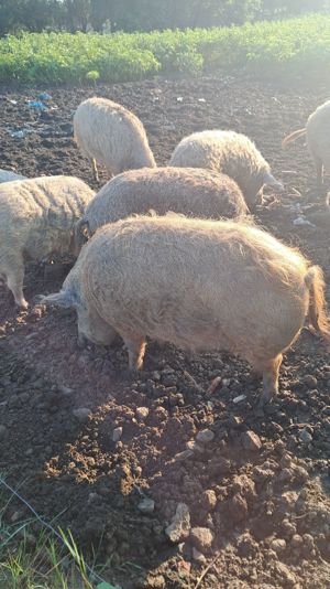 Porci mangalita pentru sacrificare 3 bucati greutate 160-170 kilograme - imagine 3 Porci mangalita pentru sacrificare 3 bucati greutate 160-170 kilograme - imagine 3