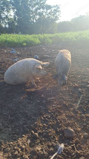 Porci mangalita pentru sacrificare 3 bucati greutate 160-170 kilograme - imagine 4 Porci mangalita pentru sacrificare 3 bucati greutate 160-170 kilograme - imagine 4