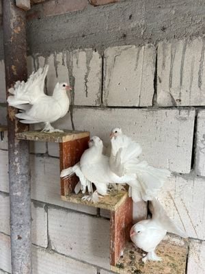 Vând porumbei voltați indieni  - imagine 3 Vând porumbei voltați indieni  - imagine 3