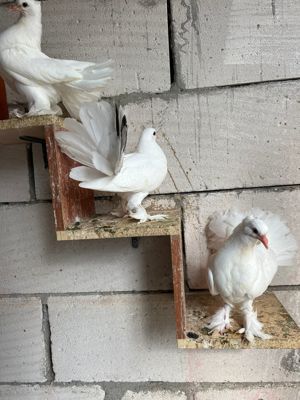 Vând porumbei voltați indieni  - imagine 2 Vând porumbei voltați indieni  - imagine 2