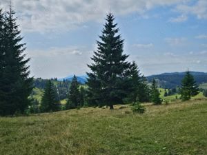 Proprietate de vanzare 92.554.mp ( 9.25 ha) in Bucovina zona Breaza  - imagine 2