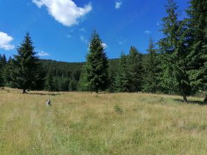 Proprietate de vanzare 92.554.mp ( 9.25 ha) in Bucovina zona Breaza  - imagine 7