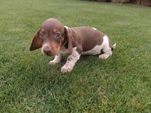 Pui din rasa teckel tekel techel piebald  - imagine 5