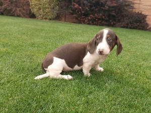 Pui din rasa teckel tekel techel piebald  - imagine 6