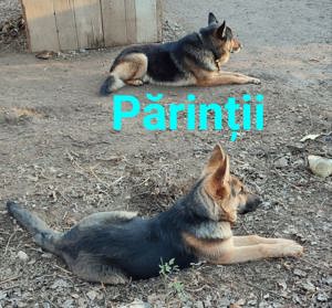 caine lup pui ciobanesc german - imagine 2