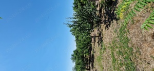 Vand schimb teren intravilan Garadistea - imagine 2