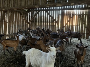 Vand capre și iezi  - imagine 2 Vand capre și iezi  - imagine 2