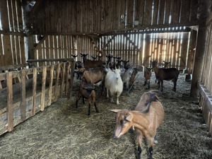 Vand capre și iezi  - imagine 5 Vand capre și iezi  - imagine 5