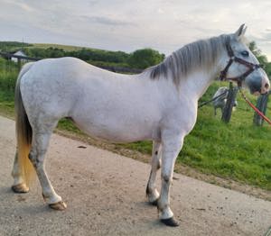 De vanzare iapa de talie mare