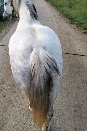 De vanzare iapa de talie mare - imagine 2