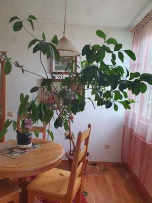 Apartament ultracentral Suceava - imagine 2