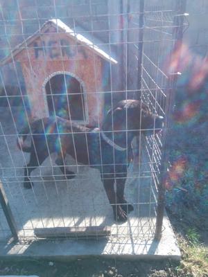 Vand cane corso italian
