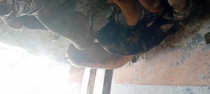 porci din gospodărire