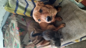 Catei de talie mica de mama pechinez - imagine 2