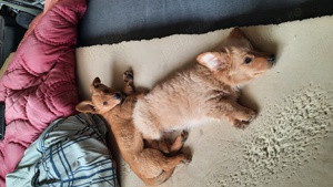 Catei de talie mica de mama pechinez - imagine 6