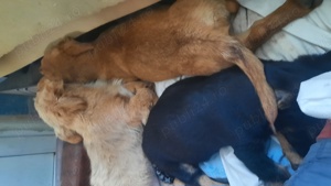 Catei de talie mica de mama pechinez - imagine 4