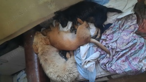 Catei de talie mica de mama pechinez - imagine 5