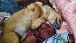 Catei de talie mica de mama pechinez - imagine 3