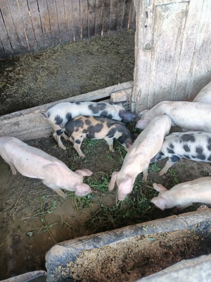 vând purcei 15-20kg - imagine 2