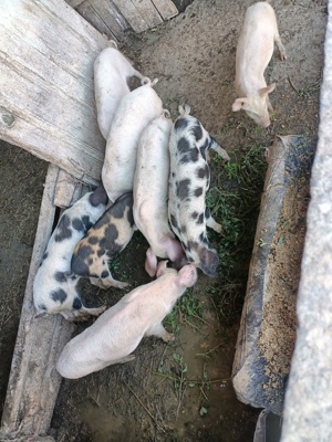 vând purcei 15-20kg