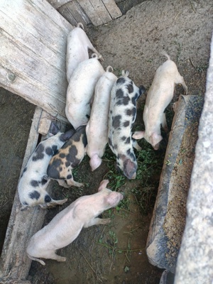 vând purcei 15-20kg - imagine 3