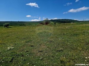 Teren 5,000mp Piatra-Neamt / Strada Punct Petruca - imagine 11