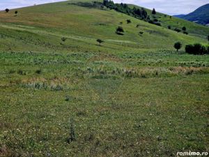 Teren 5,000mp Piatra-Neamt / Strada Punct Petruca - imagine 13