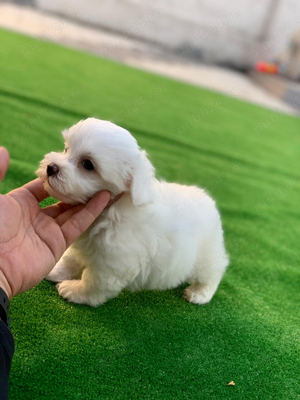 bichon maltez mini toy alb imaculat - imagine 3
