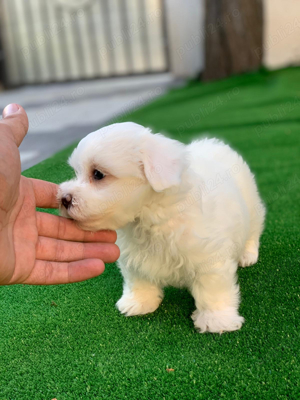 bichon maltez mini toy alb imaculat - imagine 5