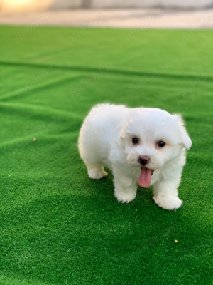 bichon maltez mini toy alb imaculat - imagine 2