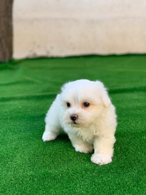 bichon maltez mini toy alb imaculat - imagine 4