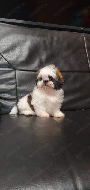 Shih Tzu mini toy  - imagine 4