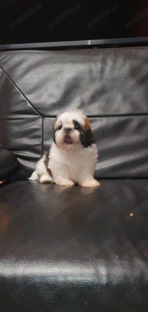 Shih Tzu mini toy  - imagine 5
