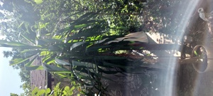 Yucca 3 m înălțime  - imagine 2