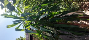 Yucca 3 m înălțime  - imagine 3