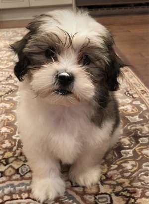 Fetița bichon havanez talie mică