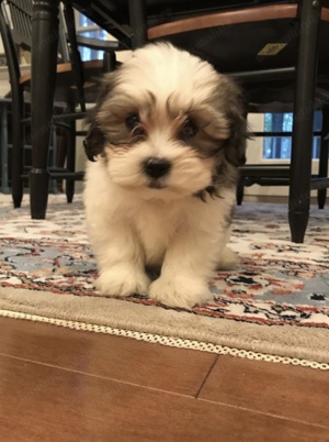 Fetița bichon havanez talie mică - imagine 2