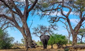 Telefon HUAWEI P50 Pro, 256GB, 8GB RAM, Dual SIM,   - imagine 4