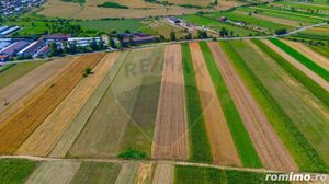 Teren/ Plantatie cu Trandafiri de Damasc 7,000mp Teliu - Brasov! - imagine 6