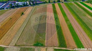 Teren/ Plantatie cu Trandafiri de Damasc 7,000mp Teliu - Brasov! - imagine 4