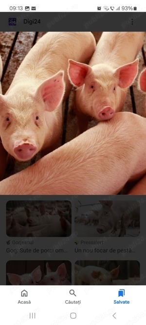 Purcei tara 30 kg , ieftini 