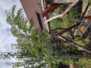 Arbore de mătase ( salcâm) - imagine 4